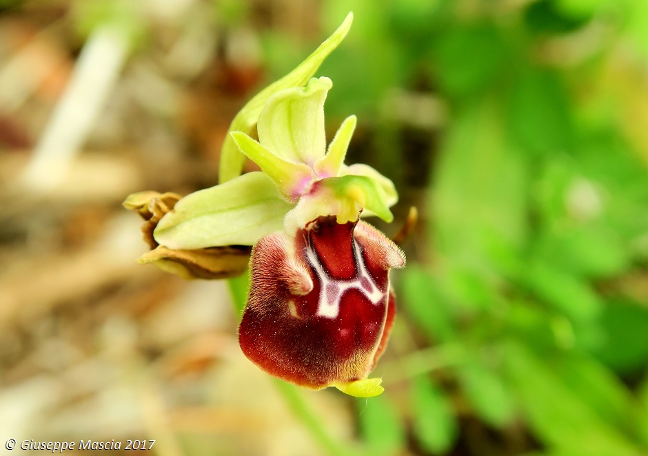 Ophrys oxyrrhynchos subsp. ingrassiae